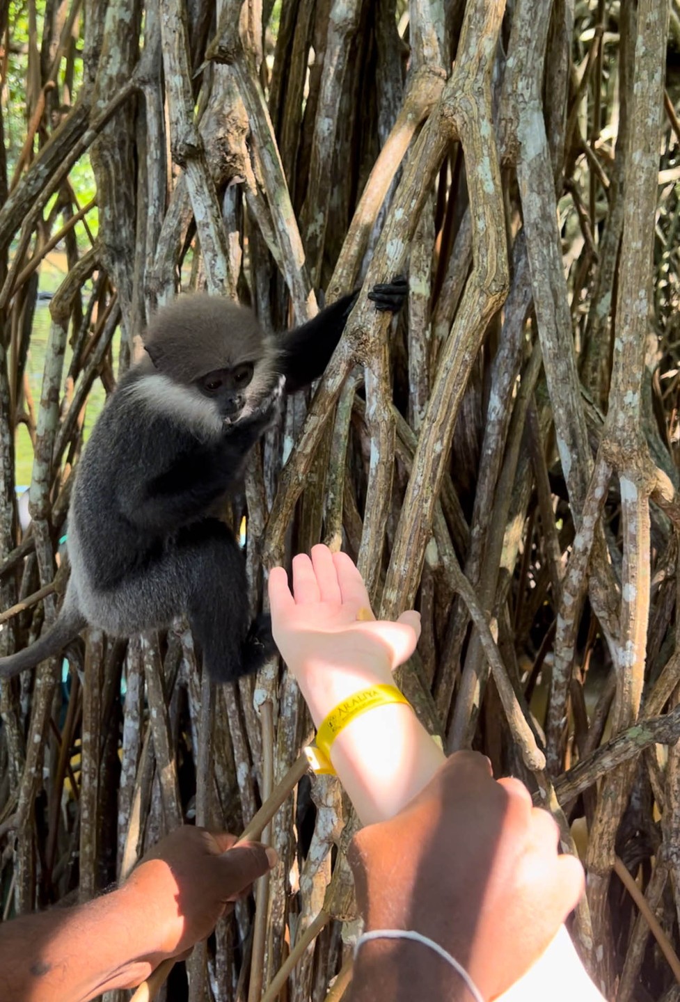 Очень приятный, легкий маршрут, удобный трансфер, отличные локации (с ребенком оч советую), для первого знакомства со шри ланкой идеально. Живописно!