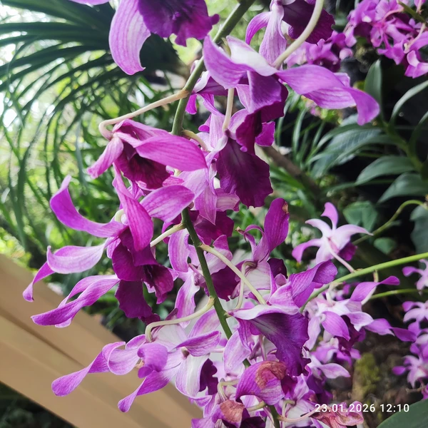 отличный экскурсовод, давно живёт в Сингапуре, хорошая речь, показала нам Сингапур с точки зрения историка, живущего тут