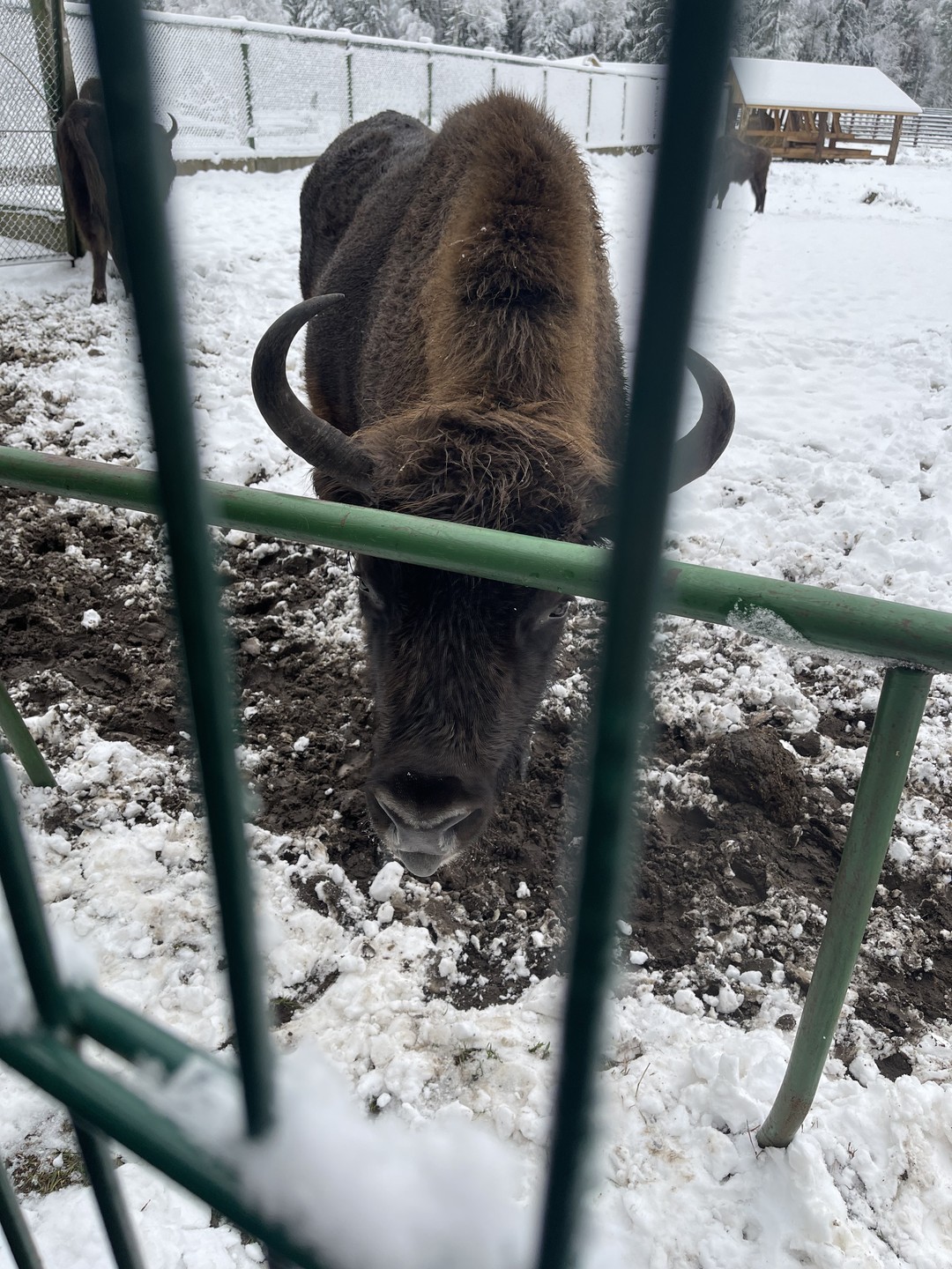 Новогоднее путешествие в Беловежскую пущу (Елена)