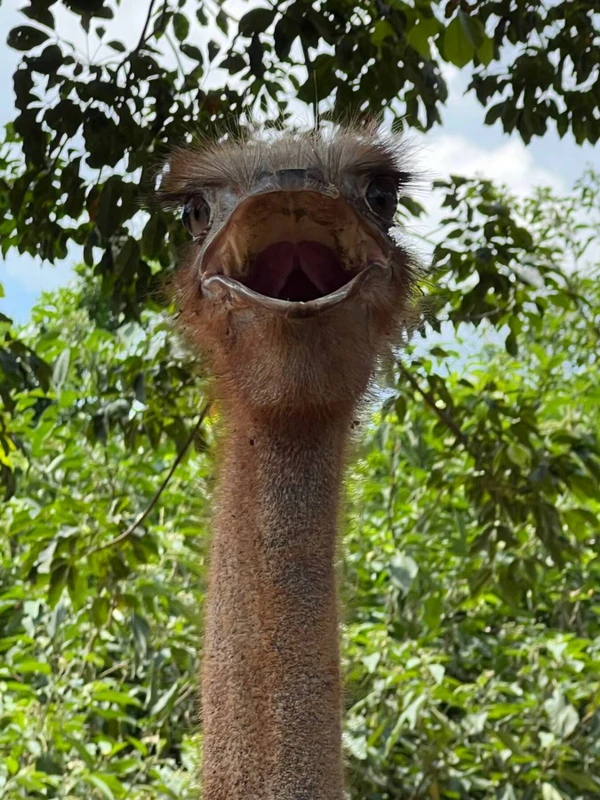 В сафари-парк «Дуншань» из Саньи (всё включено)