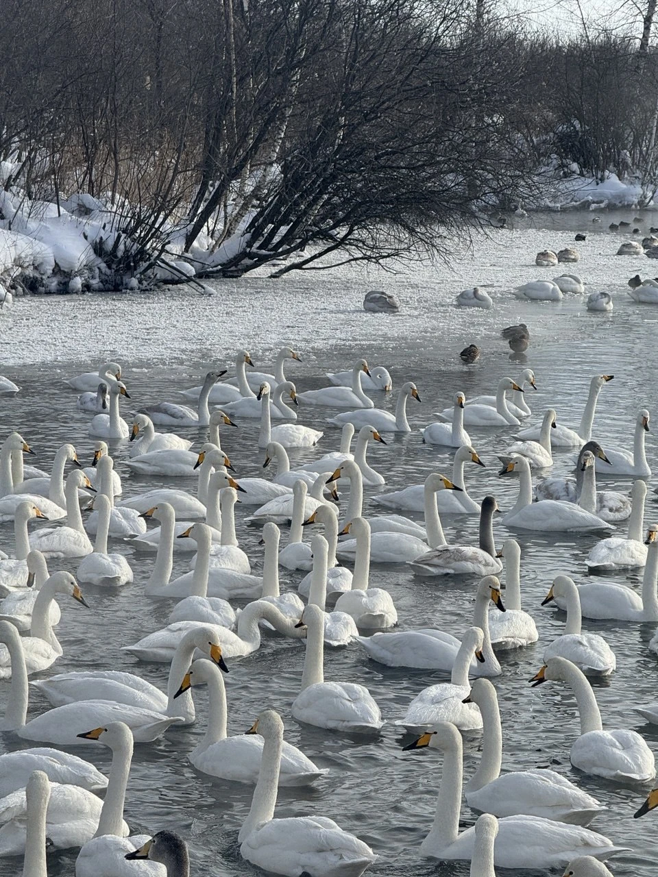 Инна - энергичный, позитивный гид. Отлично, безопасно водит автомобиль. Прекрасно ориентируется в любых сложных ситуациях. Хорошо