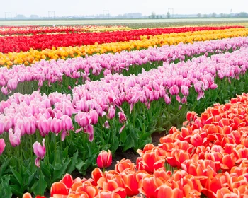 Коссовский дворец, тысячи тюльпанов, Брестская крепость и прогулка по Бресту со встречей с фонарщиком