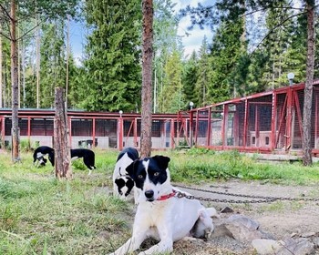 Прогулка по Петрозаводску и посещение этнопарка