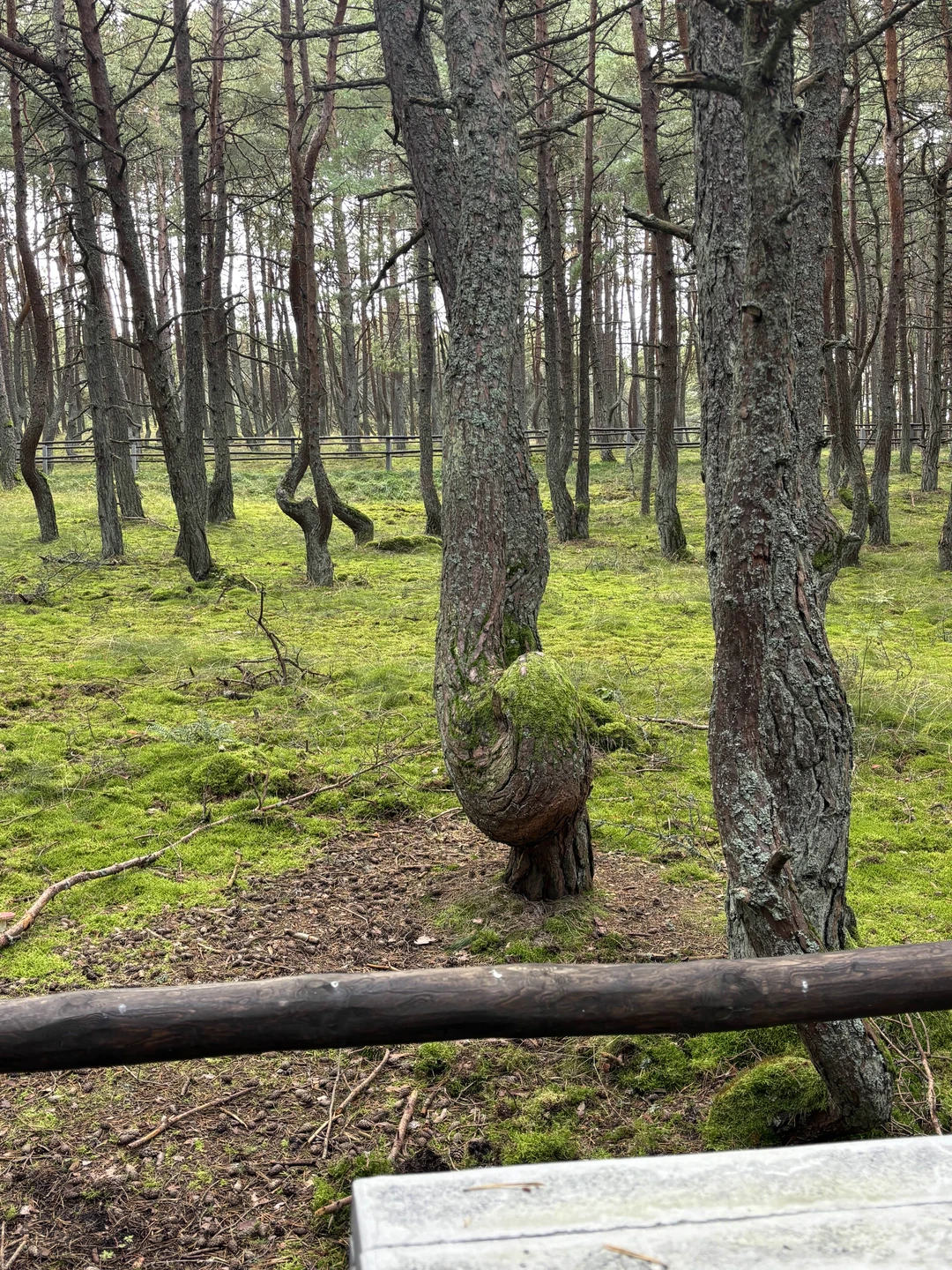 Наша семья в октябре 2025г. посетили Калининград. Выбрали экскурсию с Екатериной по Куршской косе и Зеленоградску.