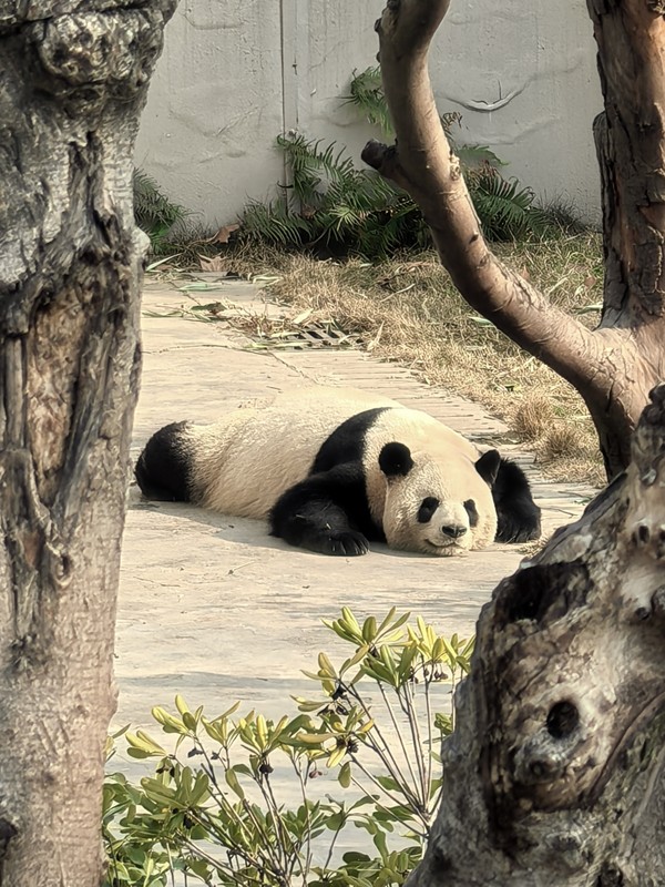 Чэнду: путешествие начинается с панд