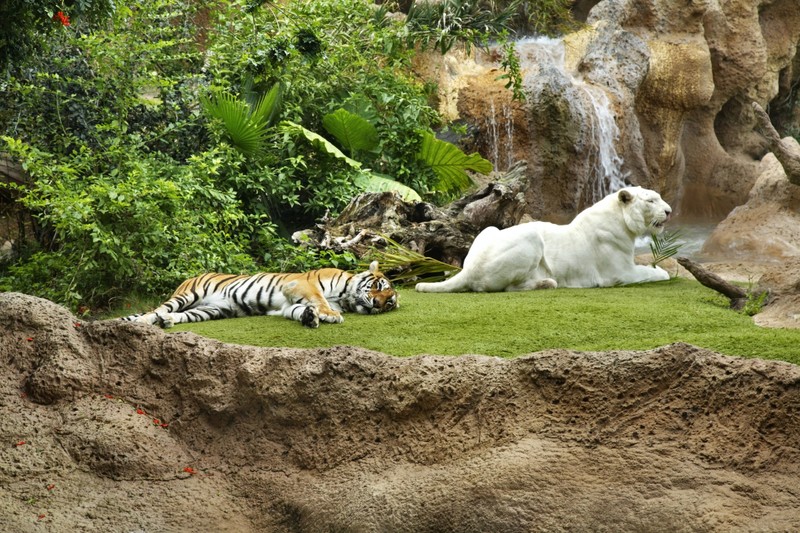 Лоро парк, царство зверей на Тенерифе