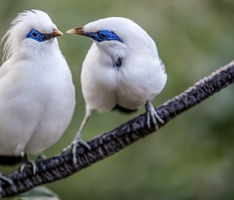Балийский парк птиц