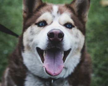 День в этнодеревне с национальными обрядами, гаданием на древних рунах, встречами с хаски и оленями