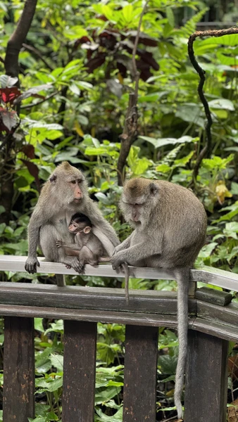 Нашим гидом во время путешествия был Абу. Очень приятный и интересный собеседник, разбирается в Балийской культуре