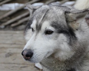 Заповедник «Кивач», вотчина Талви Укко, питомник хаски и оленей, интерактивная программа в музее