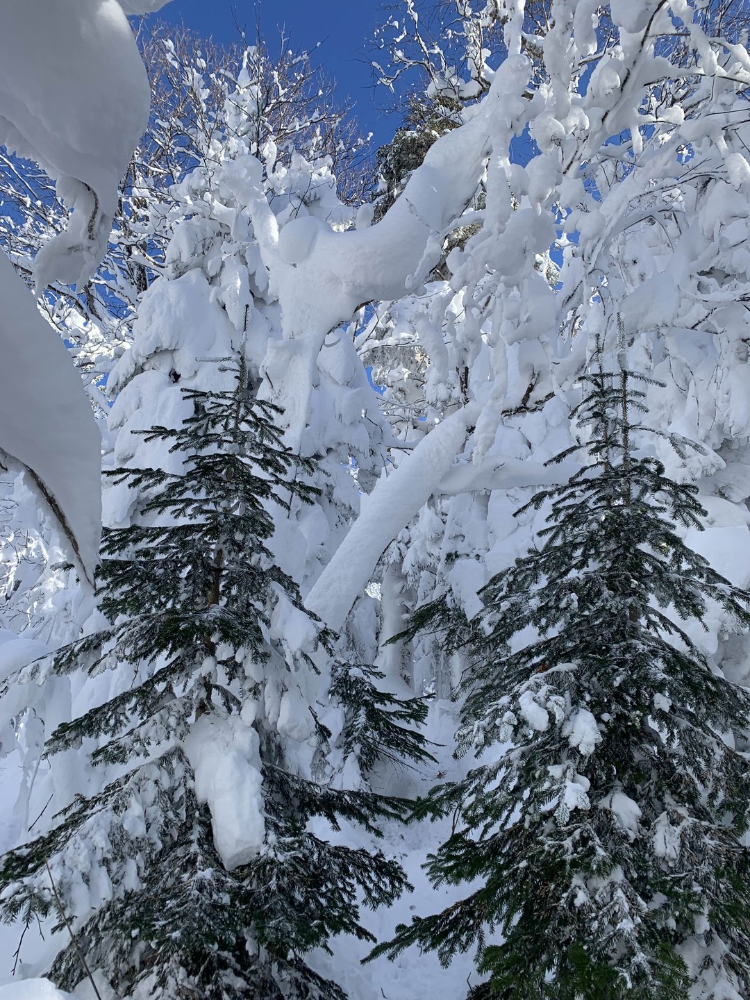 Поездка с гидом Батыром в предгорье Кавказа Лаго Наки останется в наших сердцах. Даже в зимний