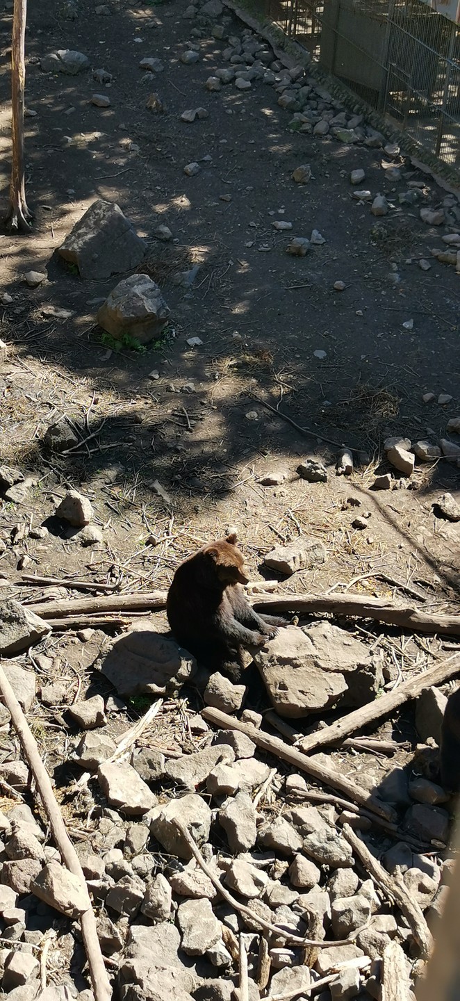 Экскурсия 3 в 1: сафари-парк + бухты Шамора и Стеклянная (Нина)