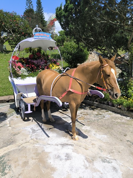 Далат великолепен. Надо ехать дня на 3