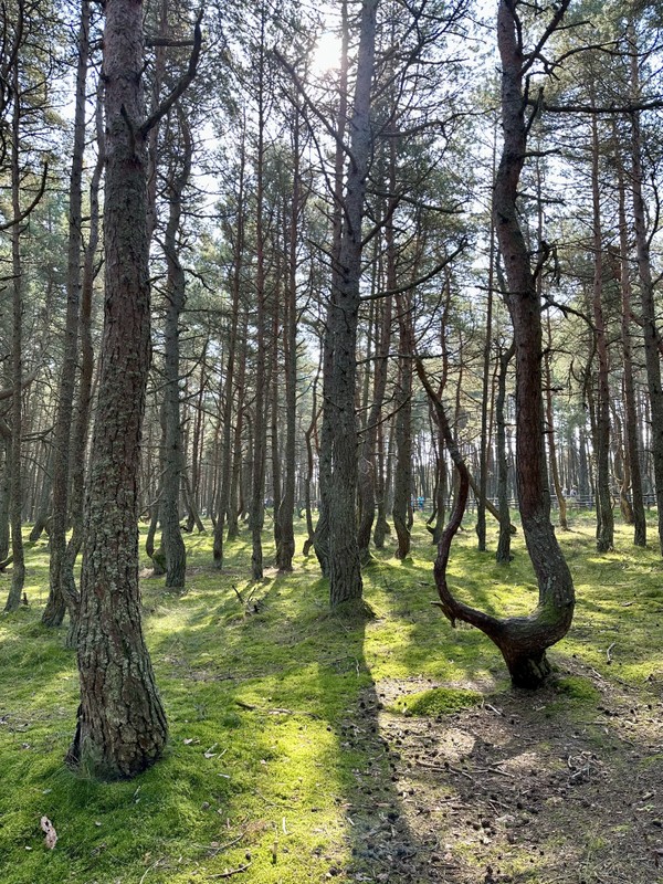 Фото отзыва 4: авторский тур "7 городов Калининградской области и природа Балтики: автобусный тур с опциональными экскурсиями"