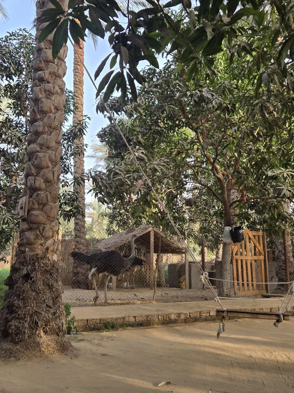 Каир, каким его мало кто видел: Гиза, Саккара, Дахшур и Мемфис (Олеся)