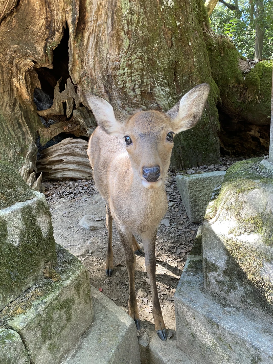 Просто классная экскурсия и Марина отличный экскурсовод! Нам всем очень было интересно, мы узнали много интересного