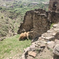 Фото отзыва 3: экскурсия "Древние селения Гоор и Кахиб + Язык тролля"