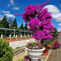 Фото отзыва 3: экскурсия "Индивидуальный тур в&nbsp;Далат «всё включено»: шёлковая фабрика, поездка на ретро-паровозе и водопады"