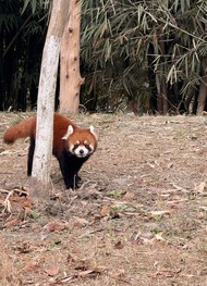 Фото отзыва 2: экскурсия "Чэнду: путешествие начинается с&nbsp;панд"