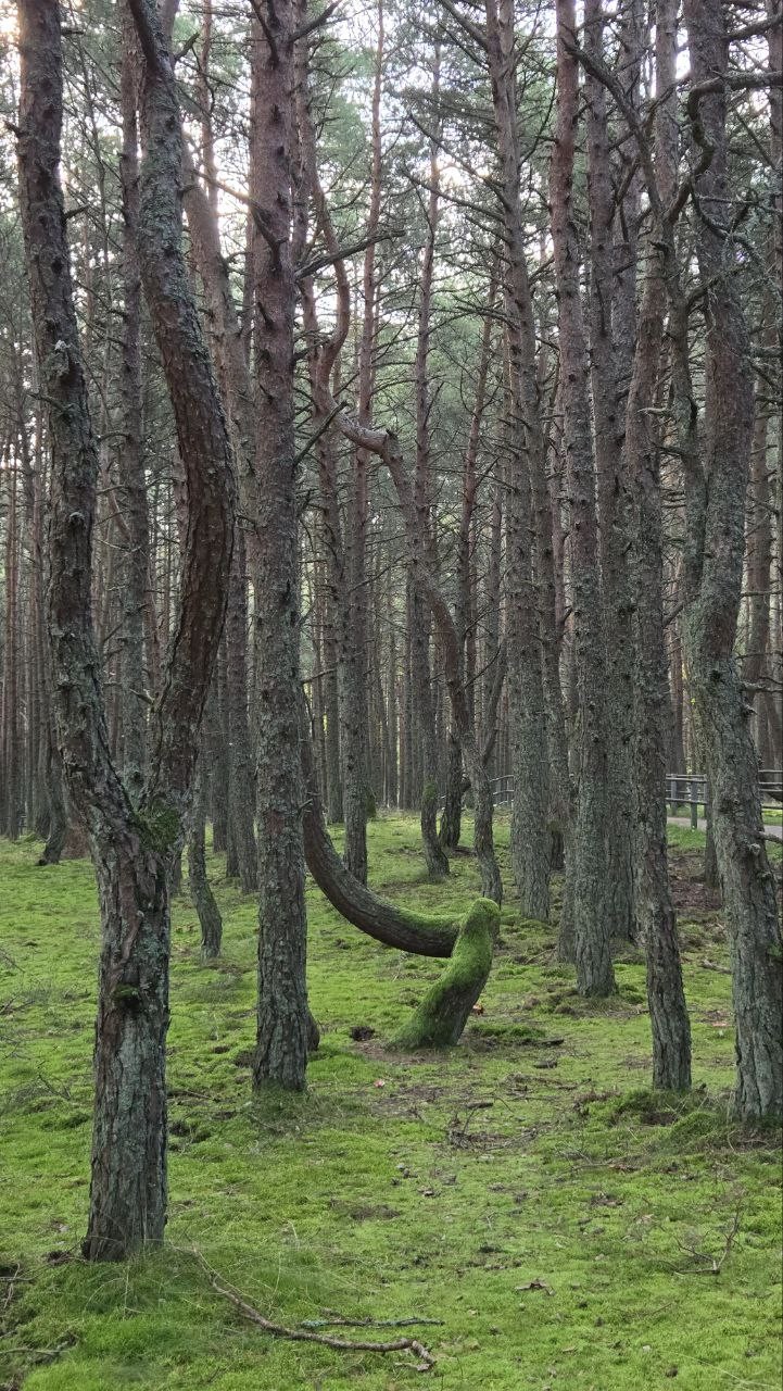 История и легенды Куршской косы с гидом-писателем без пробок и толп (Елизавета)
