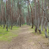 Фото отзыва 4: экскурсия "Утренняя Куршская коса, Зеленоградск и замок Нессельбек на автобусе"