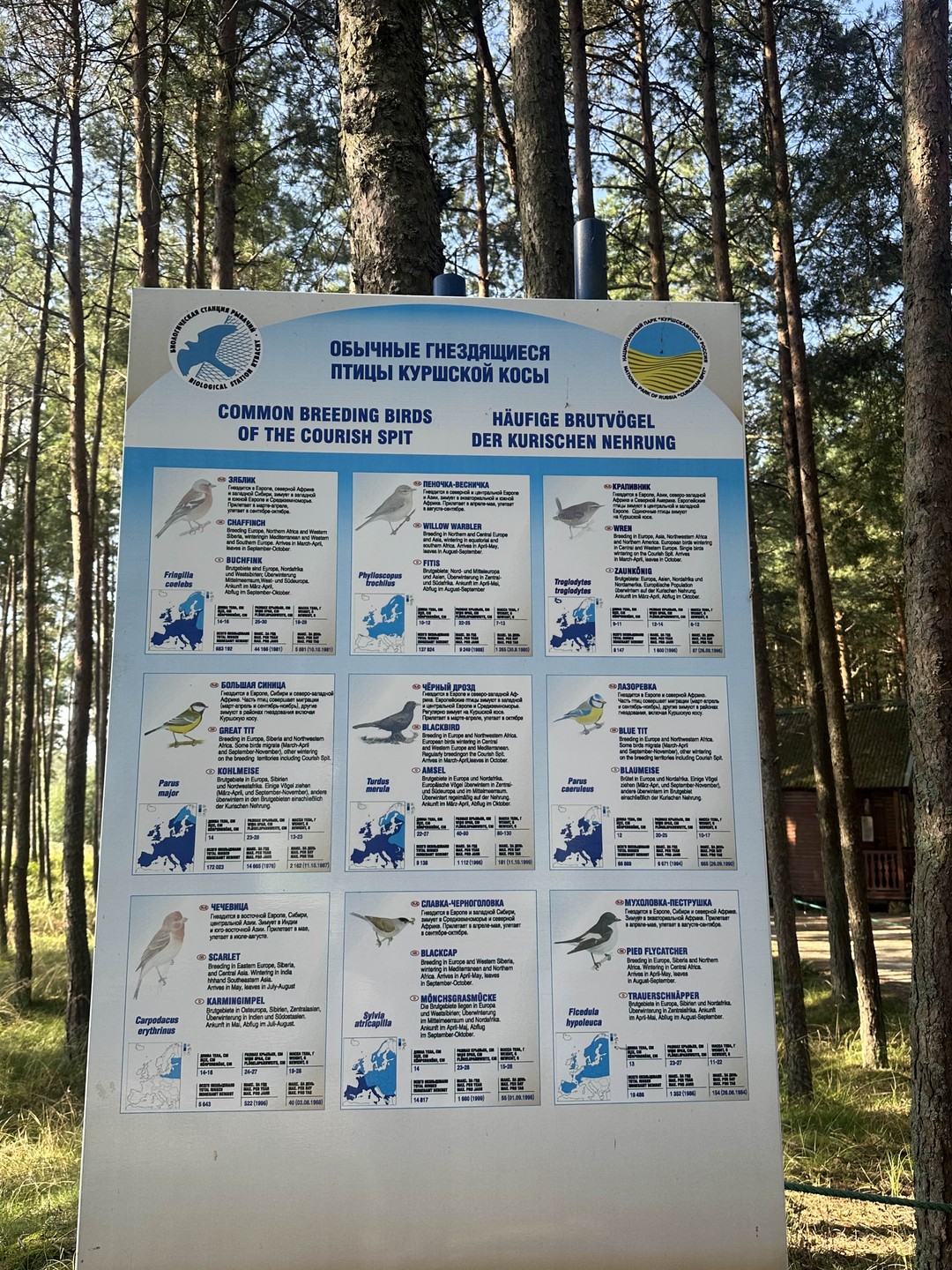 Путешествие на Куршскую косу через Зеленоградск (Анна)