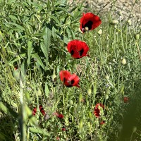 Фото отзыва 1: экскурсия "Давайте прогуляемся по Старому городу Баку!"