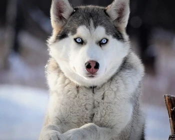 Знакомство с культурой коряков, катание на собачьих упряжках, отдых в термах