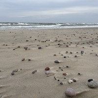 Фото туриста Резеда 4 - Балтийская Ривьера: Светлогорск, Зеленоградск и Куршская коса