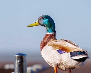Лодочная прогулка или бёрдвотчинг, отъезд