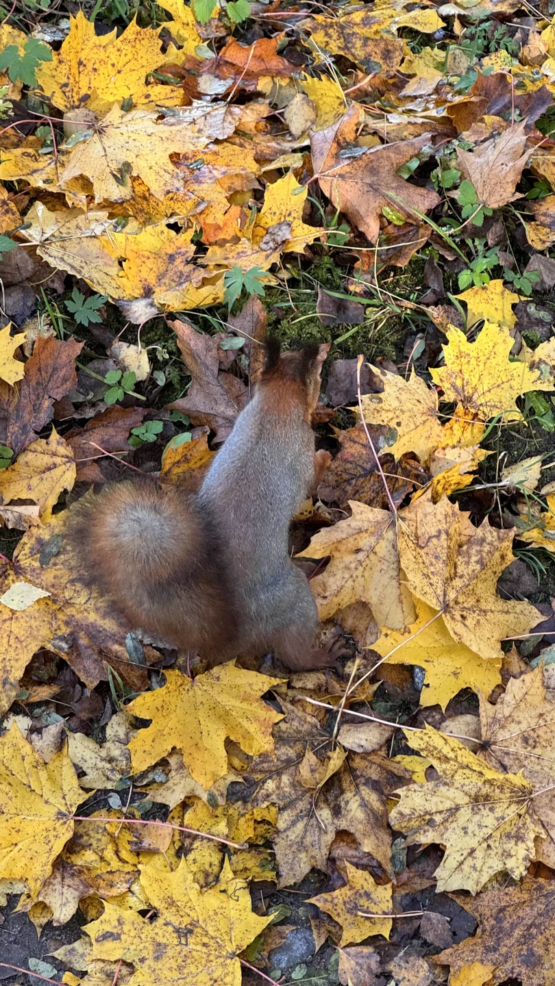 Павловск: царственная песнь его парков (Светлана)