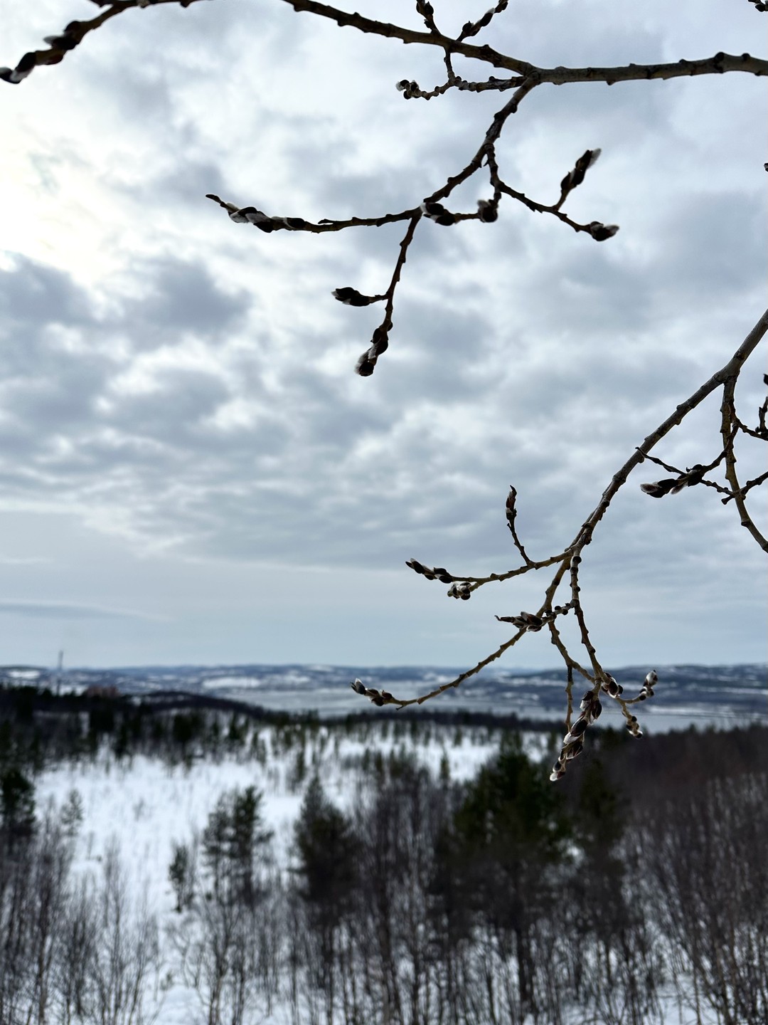 Все прошло отлично! 👍🏼 Первый опыт на снегоступах оставил неизгладимое впечатление) Для любителей долгих прогулок настоятельно