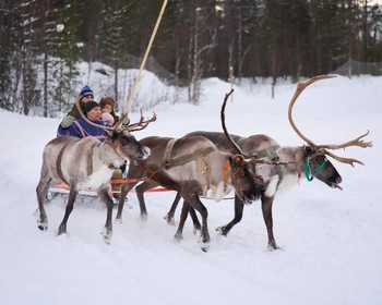 Хибины: традиционные забавы, арктический обед, снегоходный тур, катание на упряжке