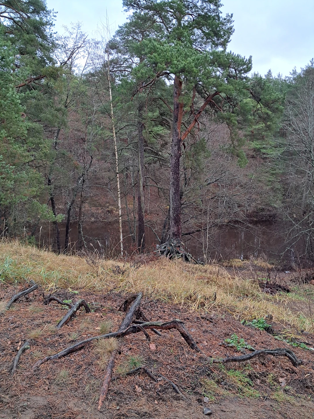 Уютный дачный Сестрорецк (Виолетта)