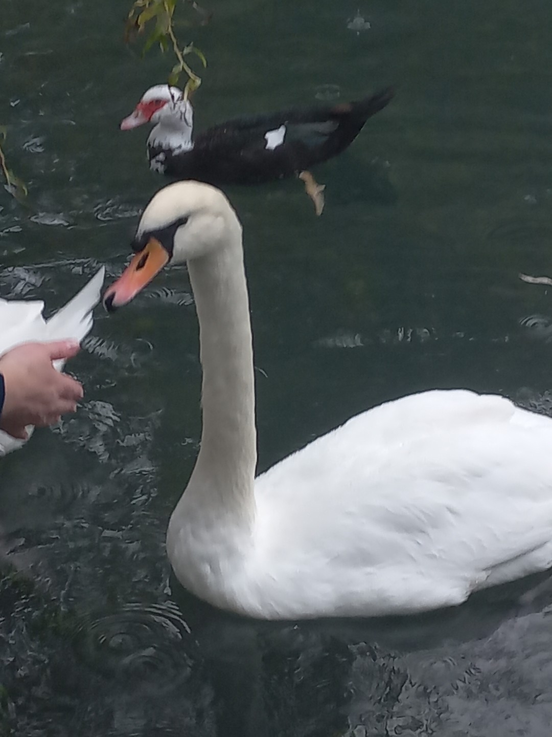 Главные жемчужины Страны Души за 1 день - из Сочи (Таршилова)