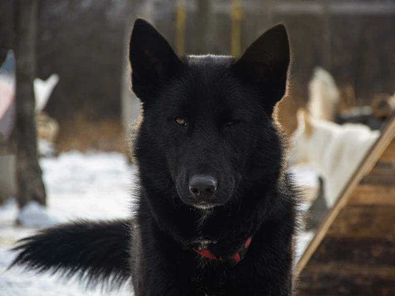 Из Благовещенска к амурским лайкам + катание на упряжке