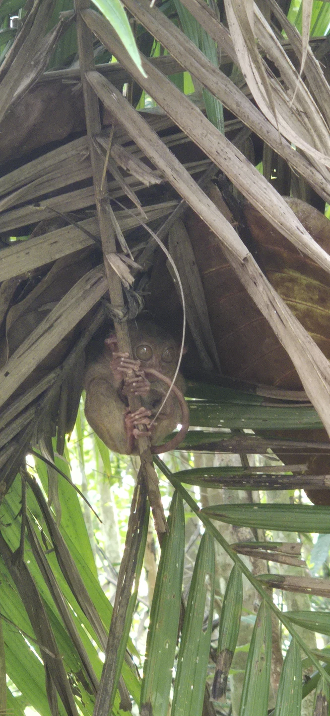 Отличный однодневный trip для знакомства с необычным островом. Отличная насыщенная, но неутомительная программа на весь световой