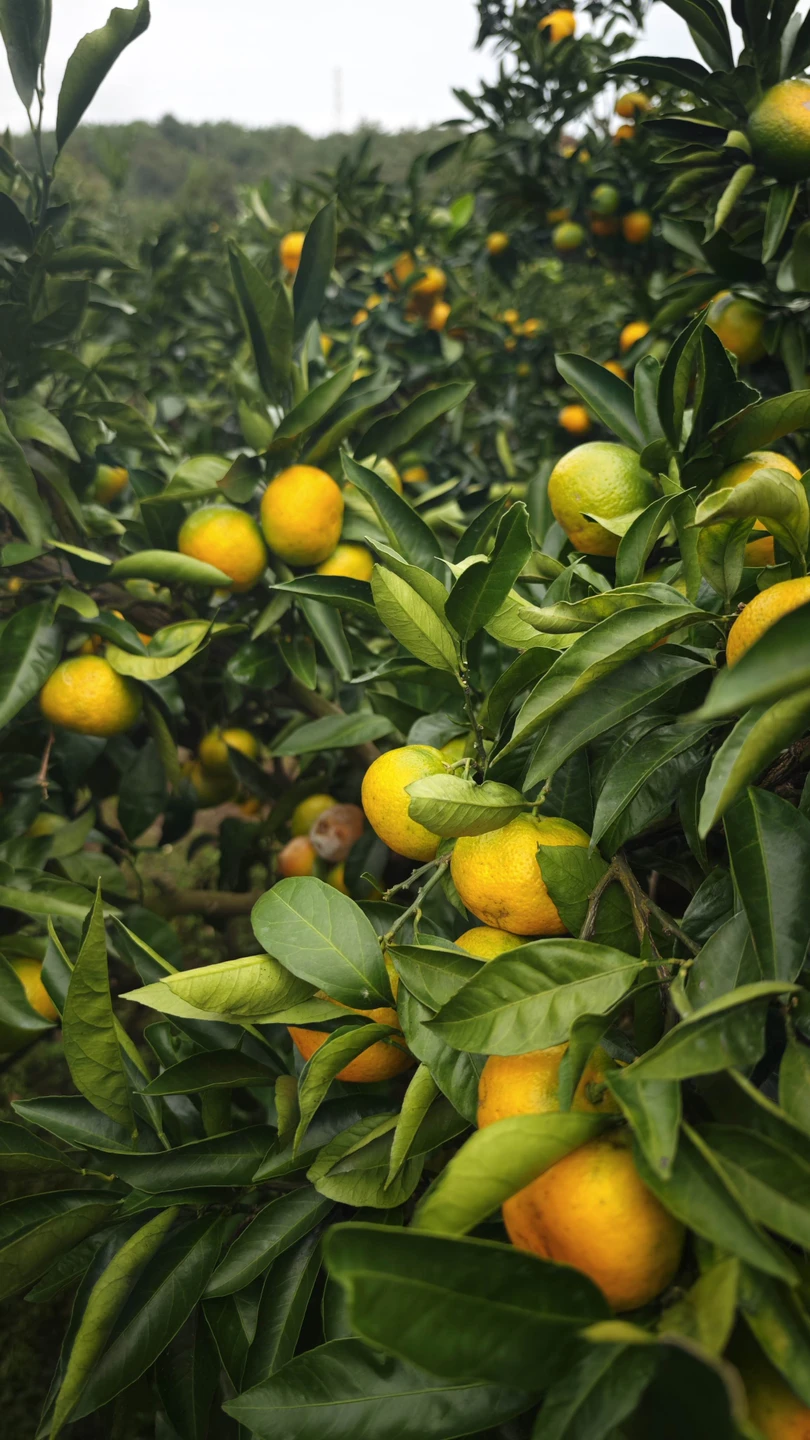 Чеджу - остров, куда хочется вернуться (Влада)