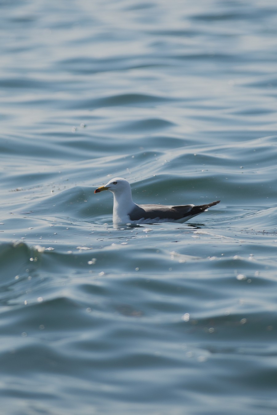 Иммерсивная прогулка под парусом во Владивостоке (6/8)