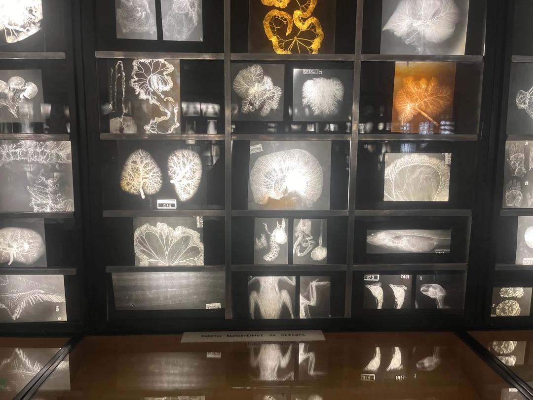 Анатомический Эрмитаж: обзорная экскурсия-лекция (Дмитрий)