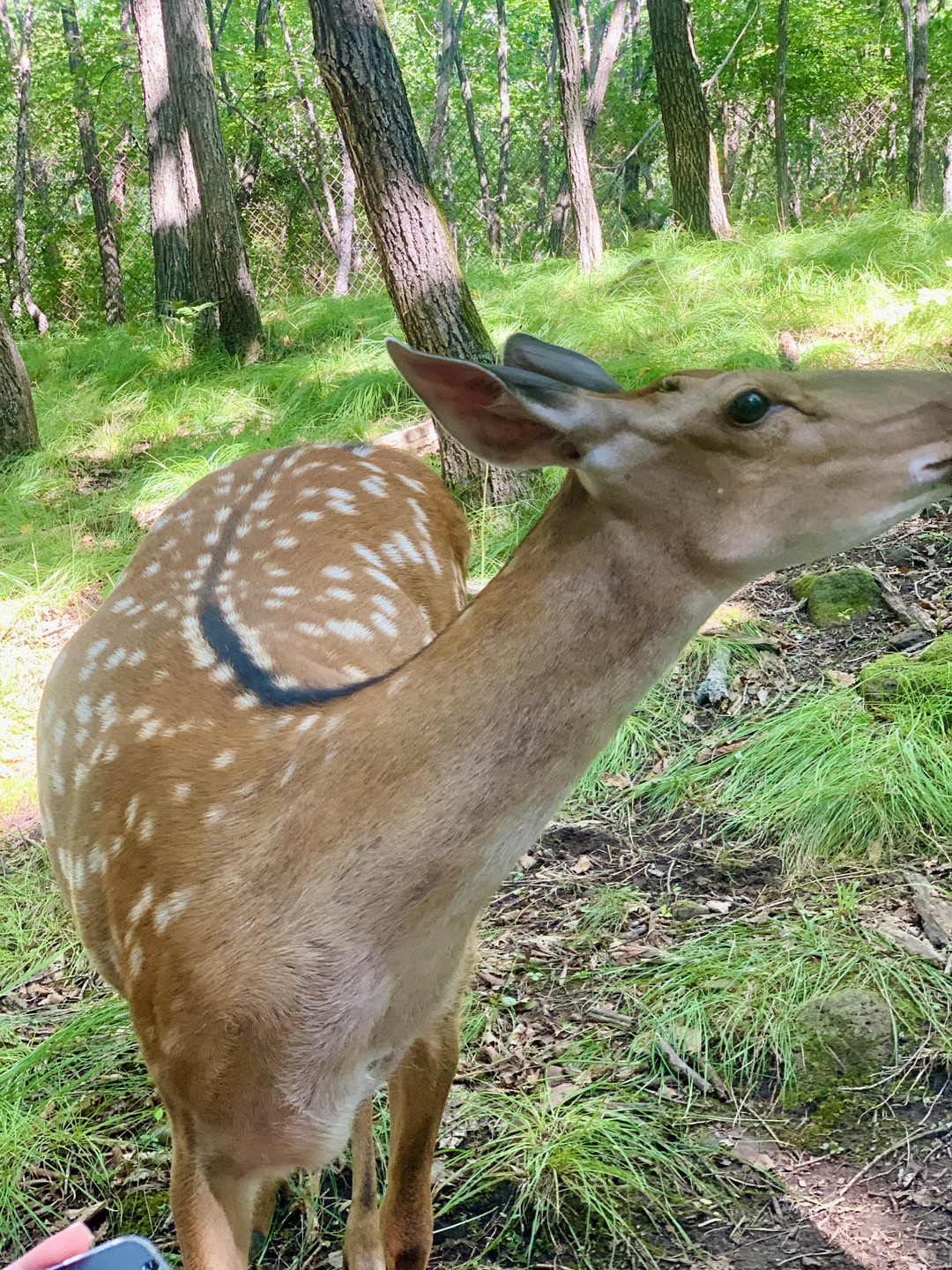 Сафари-парк и три бухты: Муравьиная, Шамора и Стеклянная (Максим)