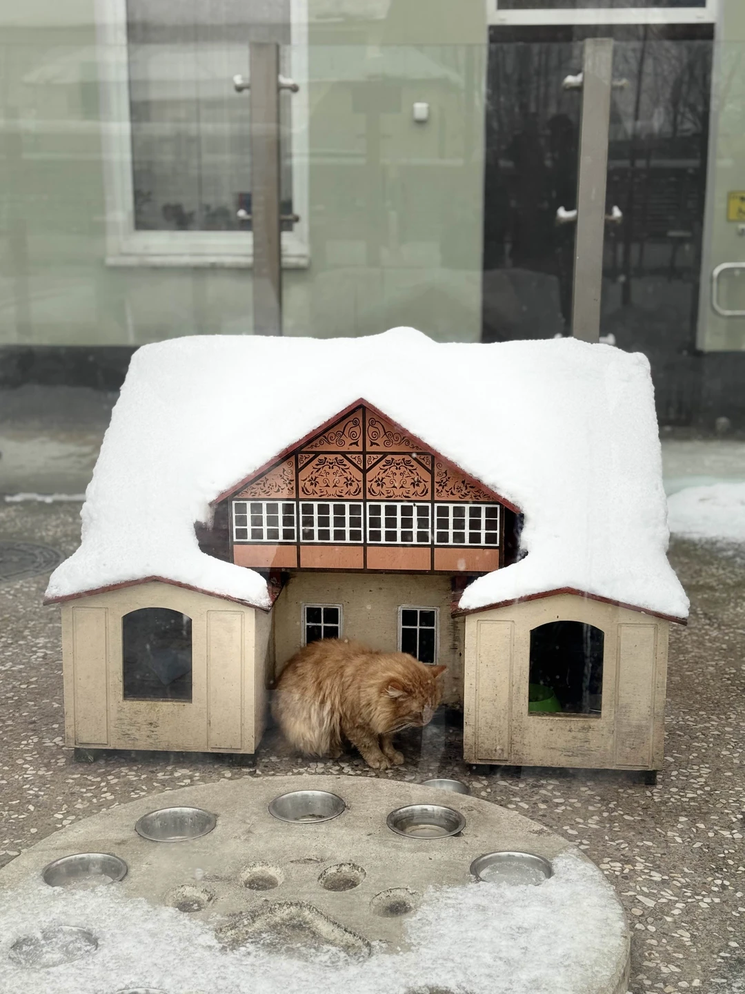 Собрались кошатники и пошли гулять по Зеленоградску. А вел нас Павел-добрый друг всех кошек земли. Он