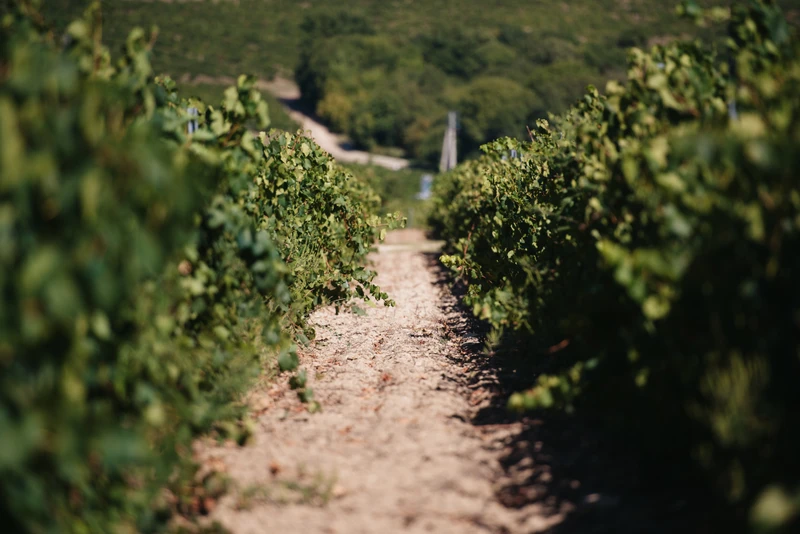 Путешествие в Шато Пино: виноградники, улитки и ретро-авто