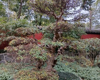 Сычуаньская опера и прогулка по Народному парку