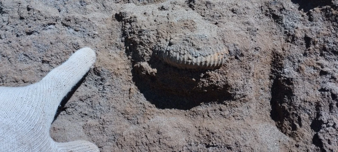 интересный маршрут, очень насыщенный, очень интересные рассказы и Профессор Дмитрий, главный по аммонитам 💪🏽 спасибо Владимиру