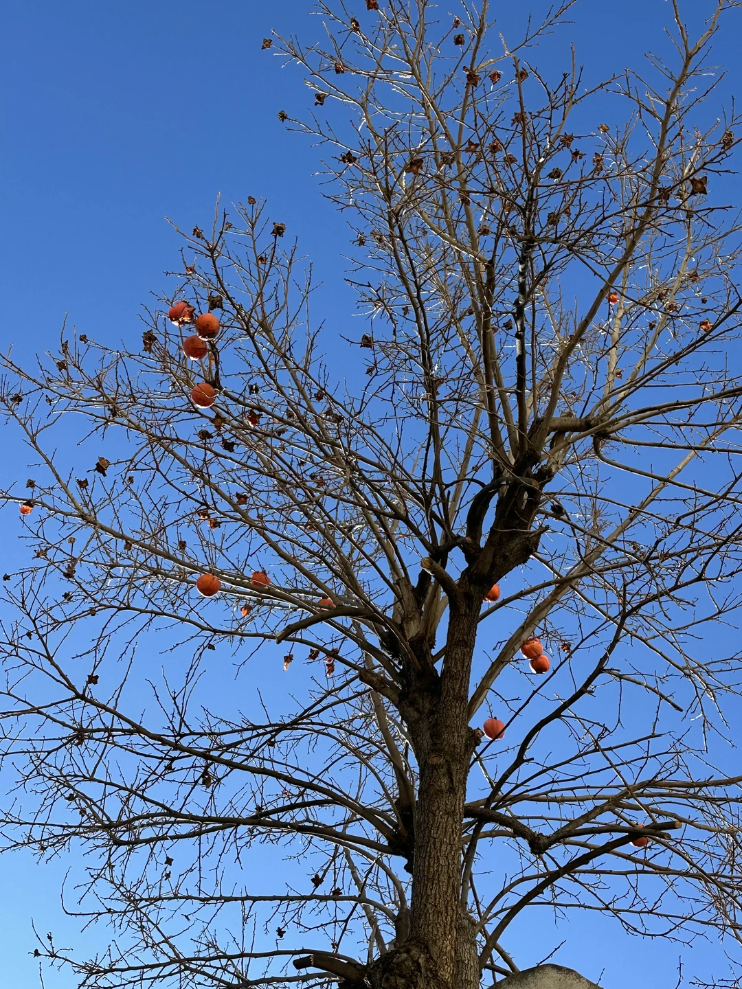 Старый город Баку: история и узкие улочки (Наталья)