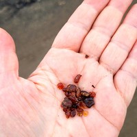 Фото отзыва 3: экскурсия "Влюбись в Сахалин! Бухта Тихая, Клоковский водопад и тории храма"