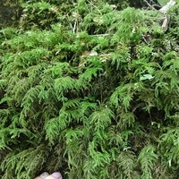 Фото отзыва 4: экскурсия "Из Лазаревского — к водопадам и ущельям!"
