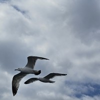 reviews img