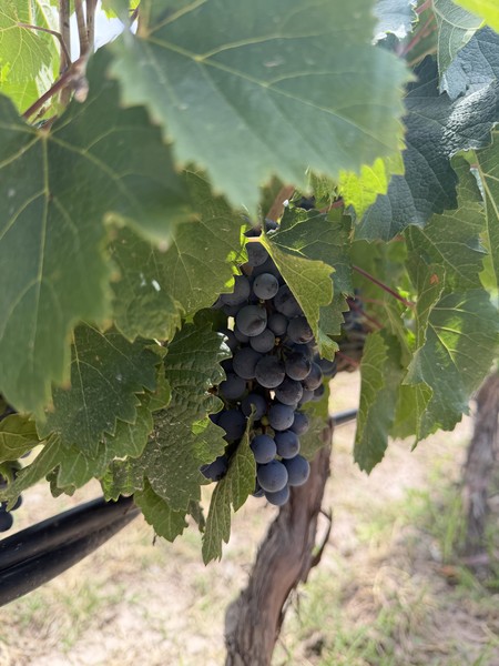 Это был невероятный день, наполненный яркими впечатлениями. Оливковая роща с дегустацией оливок, шампанерия и невероятный обед